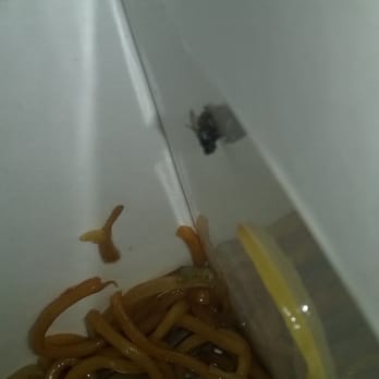 Jasmine Garden - Fly, in the chow mein. Hadn't noticed it until my husband crunched down on it. NEVER RETURNING - Chinese Near Me - Riverside, California