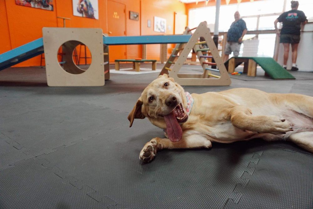 Barks and Rec Play Park