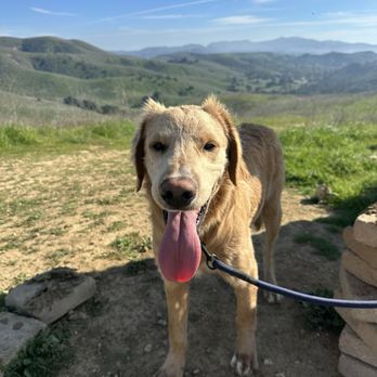 Animal Prayers - First hike - Pet Adoption Near Me