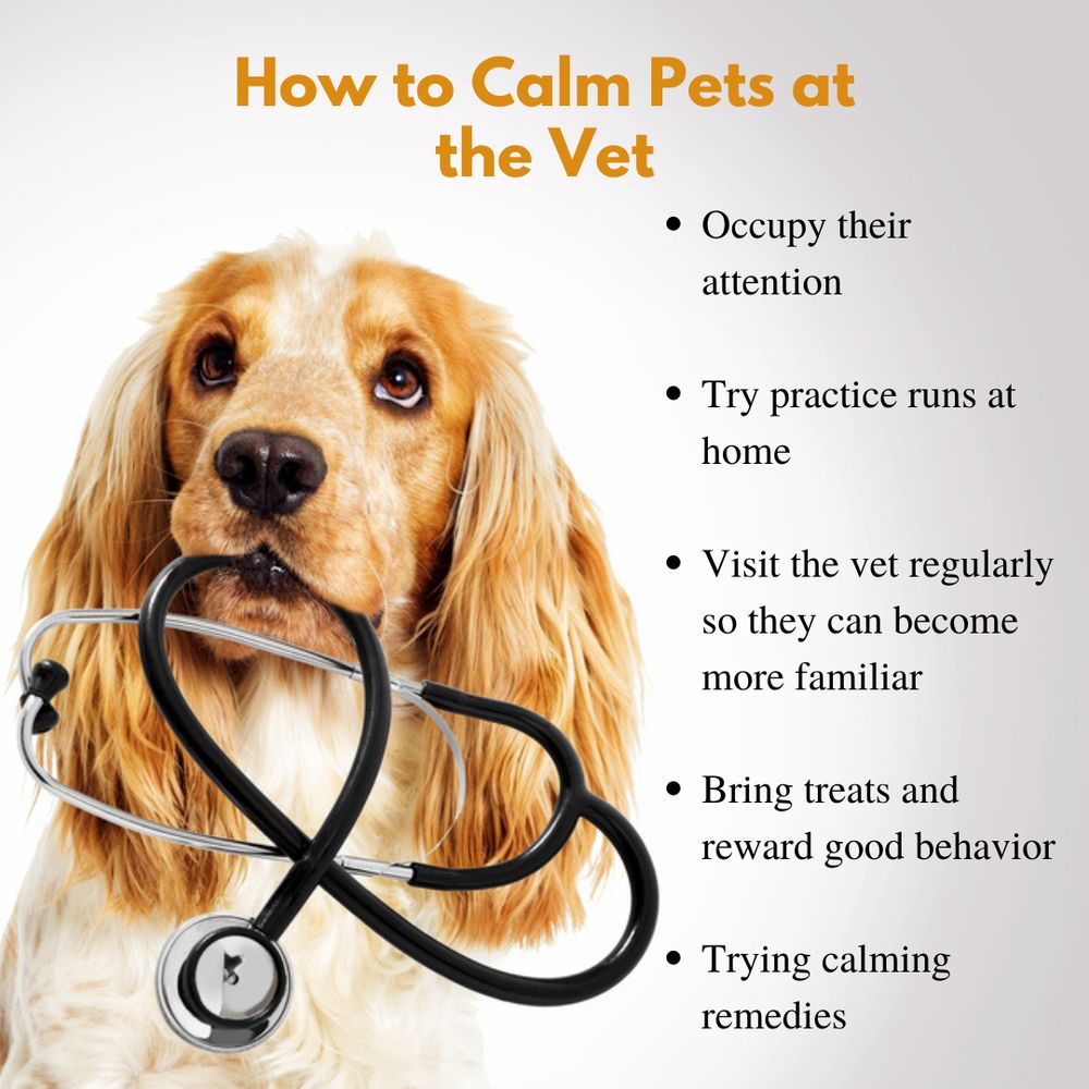 CONOVER VETERINARY HOSPITAL Updated September 2024 75 Photos & 10