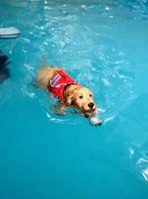doggy paddle aquatic center
