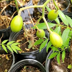 Shamus O'leary's Tropical Fruit Trees