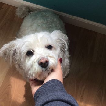 Compassion Pet Hospice - My precious Minnie, may she RIP - Pet Hospice Near Me