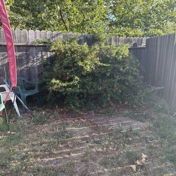 Golden Roots Tree Care - Before photo - Tree Services Near Me - Sacramento, California Golden Roots Tree Care - Before photo - Tree Services Near Me - Sacramento, California