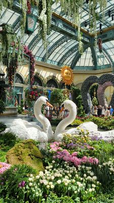 Bellagio Pool by null