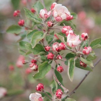 Bixby Farms - a branch of a flowering apple tree - Farmers Market Near Me - Berrien Springs, Michigan Bixby Farms - a branch of a flowering apple tree - Farmers Market Near Me - Berrien Springs, Michigan