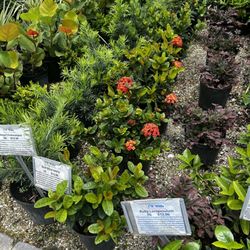 Red Maui ixora