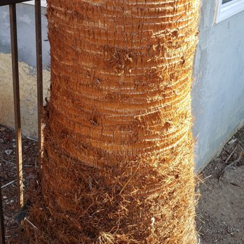 Vera’s Tree Service - Trunk of tree #2 - Landscaping Near Me - Gardena, California