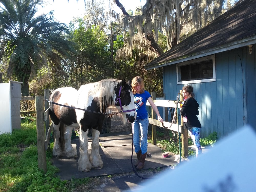 Carousel Academy - equestrian in Odessa, FL