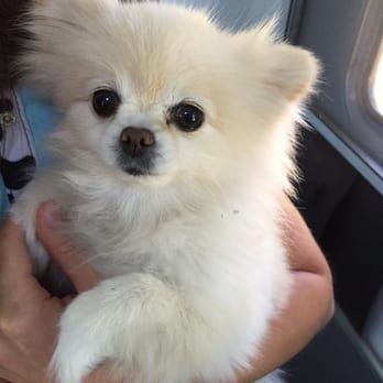 Pups N Suds Mobile Dog - Pet Groomers Near Me Pups N Suds Mobile Dog - Pet Groomers Near Me