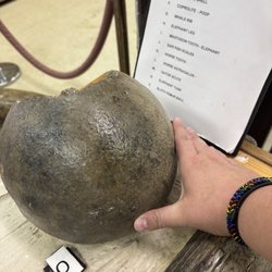 They had a "please touch" area that blew my mind! This is the ball joint for a giant sloth's hip!!