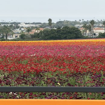 The Flower Fields - Field of flowers - Venues & Event Spaces Near Me - Carlsbad, California