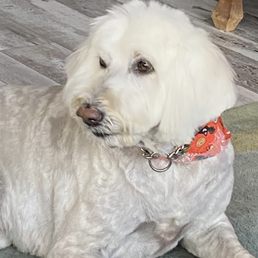 Lady Spot after her spa day at Snoopy's Lady Spot after her spa day at Snoopy's