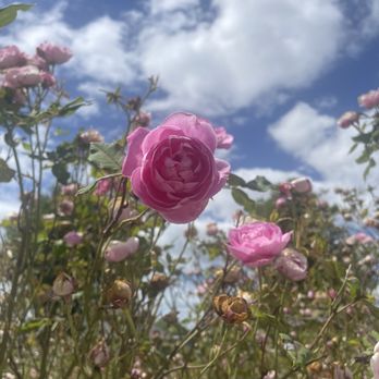 Owen Rose Garden - Parks Near Me - Eugene, Oregon