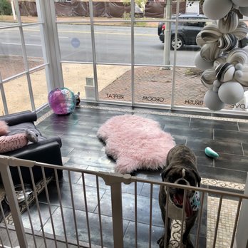 Paw Spa - Doggie waiting area - Pet Groomers Near Me - Alexandria, Virginia