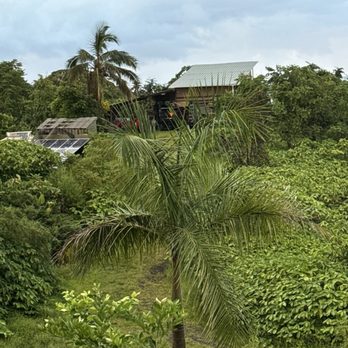 Cocoa Bananas Farm - Landscape - Coffee & Tea Near Me - Hana, Hawaii