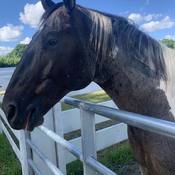 Davie Horse Boarding - Horse Boarding Near Me - Davie, Florida