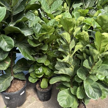 Meeting Green - Nurseries & Gardening Near Me - Charleston, South Carolina Meeting Green - Nurseries & Gardening Near Me - Charleston, South Carolina