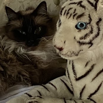 Tacoma Cat Hospital - Frankie chillin with his blue-eyed friend - Veterinarians Near Me - Fircrest, Washington Tacoma Cat Hospital - Frankie chillin with his blue-eyed friend - Veterinarians Near Me - Fircrest, Washington