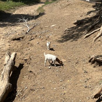 Mortimer Farms - Goats - Attraction Farms Near Me - Dewey, Arizona Mortimer Farms - Goats - Attraction Farms Near Me - Dewey, Arizona