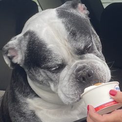 Roc City Ice Cream - Pup cup.. vanilla ice cream with peanut butter sauce and a dog treat on top