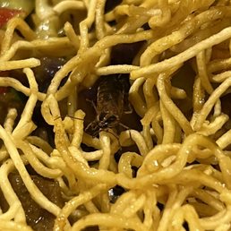 German Cockroach in my dish...not kidding.