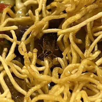Topo Restaurant - German Cockroach in my dish...not kidding. - Vietnamese Near Me - Hackettstown, New Jersey