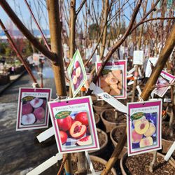 Payless Hardware Rockery & Nursery - 5 fruits on one tree