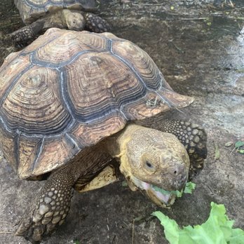 Croc Encounters - Feeding tortoises - Zoos Near Me - Tampa, Florida