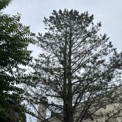 Happy Tree Service - Tree that was cut down.