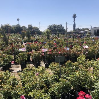 Regan Nursery - Vast collection of roses. - Nurseries & Gardening Near Me - Fremont, California Regan Nursery - Vast collection of roses. - Nurseries & Gardening Near Me - Fremont, California