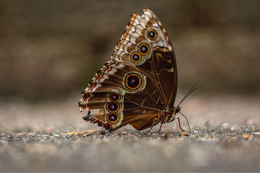 Social spots from Zoo Boise