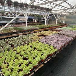 Store plants