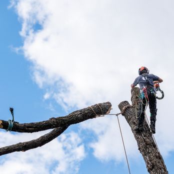 Sycamore Tree Care - Tree Services Near Me - Fort Wayne, Indiana Sycamore Tree Care - Tree Services Near Me - Fort Wayne, Indiana