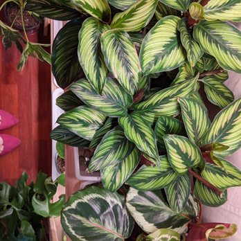 The Plant Sitter - Nurseries & Gardening Near Me - San Jose, California The Plant Sitter - Nurseries & Gardening Near Me - San Jose, California