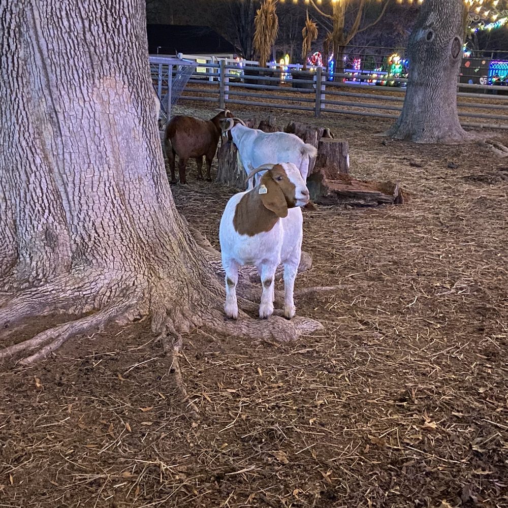 Grant's Farm - Holiday Lights - Attraction Farms Near Me - St. Louis, Missouri Grant's Farm - Holiday Lights - Attraction Farms Near Me - St. Louis, Missouri