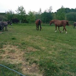 Crêperie Bretonne À La Ferme - Les animaux de la ferme !