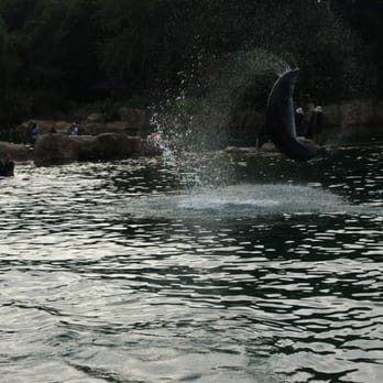 Discovery Cove - Dolphin - Amusement Parks Near Me - Orlando, Florida