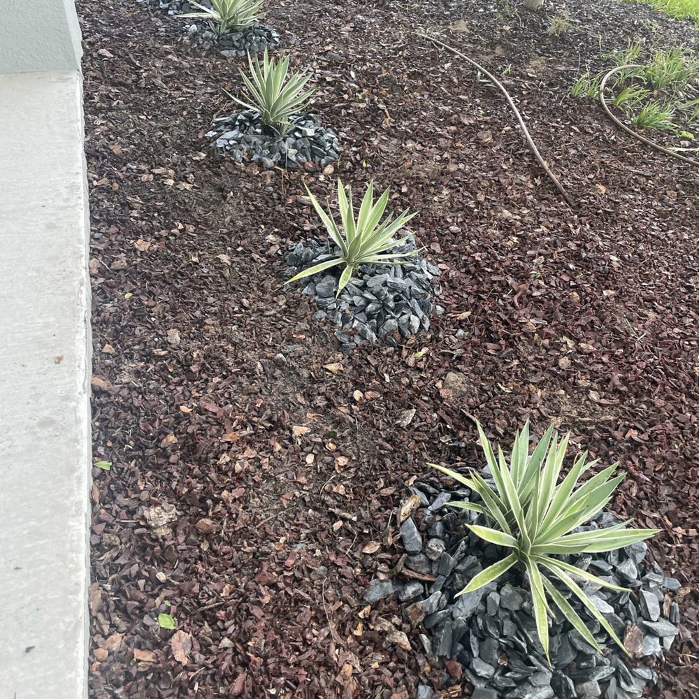 All Clear Landscaping and Tree Service - Tree Services Near Me - Clearwater, Florida