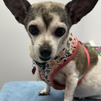 Veterinary Emergency Group - Lola, my fur baby. - Emergency Pet Hospital Near Me - Anaheim, California Veterinary Emergency Group - Lola, my fur baby. - Emergency Pet Hospital Near Me - Anaheim, California