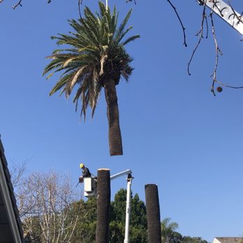 Eller's Tree Service - Crane assisted tree removal. - Tree Services Near Me - Santa Ana, California Eller's Tree Service - Crane assisted tree removal. - Tree Services Near Me - Santa Ana, California