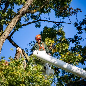 Petrarca Landcare - Ready To Cut - Tree Services Near Me - Massillon, Ohio Petrarca Landcare - Ready To Cut - Tree Services Near Me - Massillon, Ohio