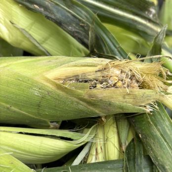 WinCo Foods - Rotten corn - Grocery Near Me - Kent, Washington WinCo Foods - Rotten corn - Grocery Near Me - Kent, Washington