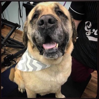 Stylin’ Pets - Mr. Mojo - Pet Groomers Near Me - Logan, Utah