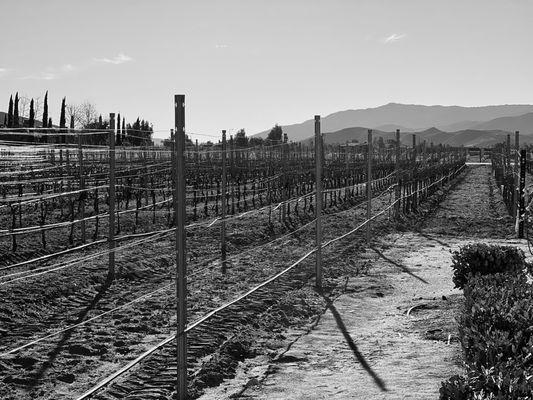 Ponte Vineyard Inn by null