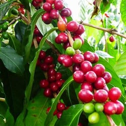 Moore Coffee Tea and Spices - From the cherry to the cup!