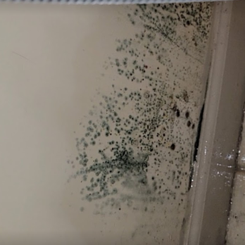 The Grove Chamblee Apartments - Black Mold - Apartments Near Me - Chamblee, Georgia