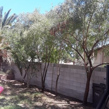 Aron's Tree Service - Before and after of the backyard trees - Tree Services Near Me