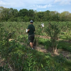 Maple Lane Farms - Blueberries!