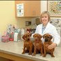 Photo of Spring Oaks Animal Care Center